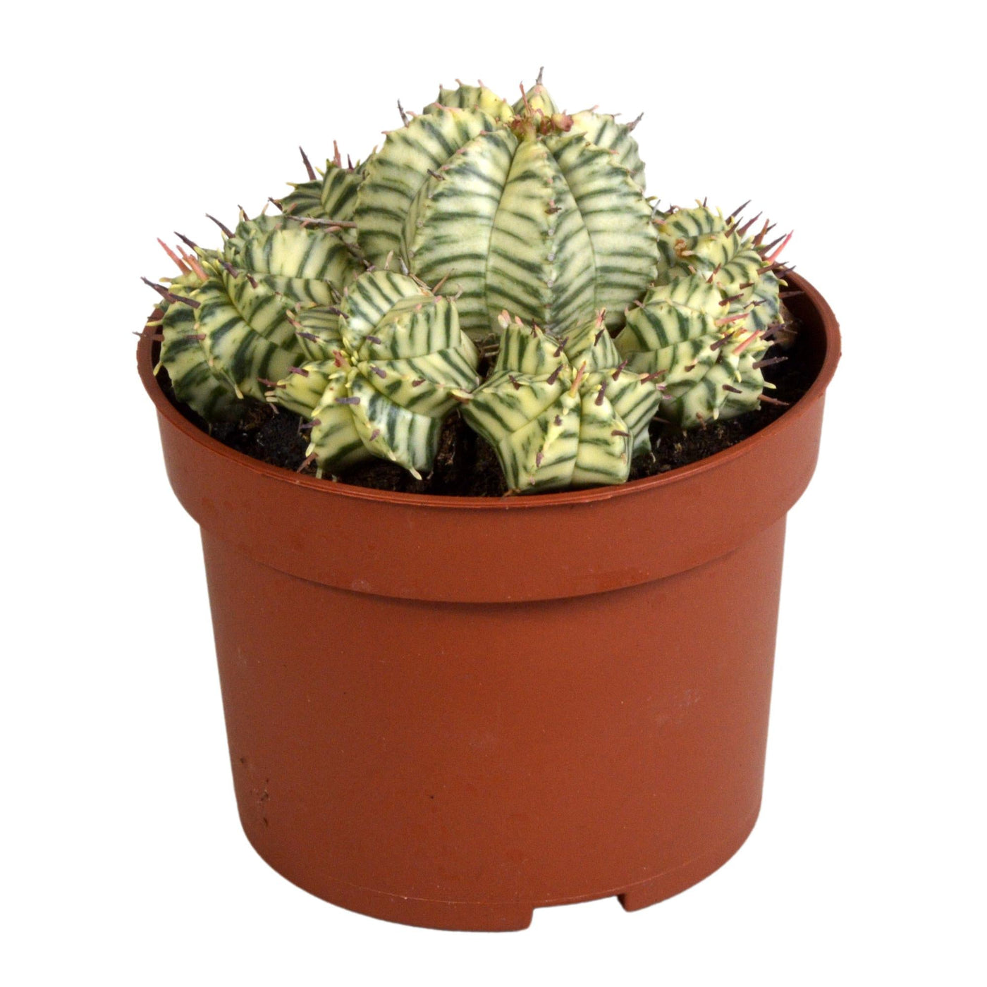 Wolfsmelk - Euphorbia meloformis variegata - in kleipot - Ø10,5cm