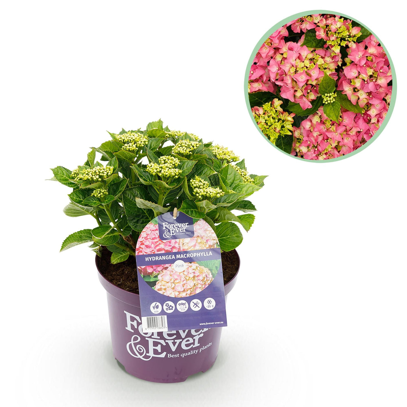 Hortensia - Hydrangea Forever & Ever - roze - Ø23cm - ↕55cm