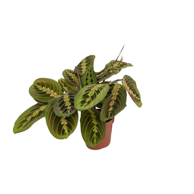 Zebraplant - Maranta Fascinator - Ø12cm - ↕20cm