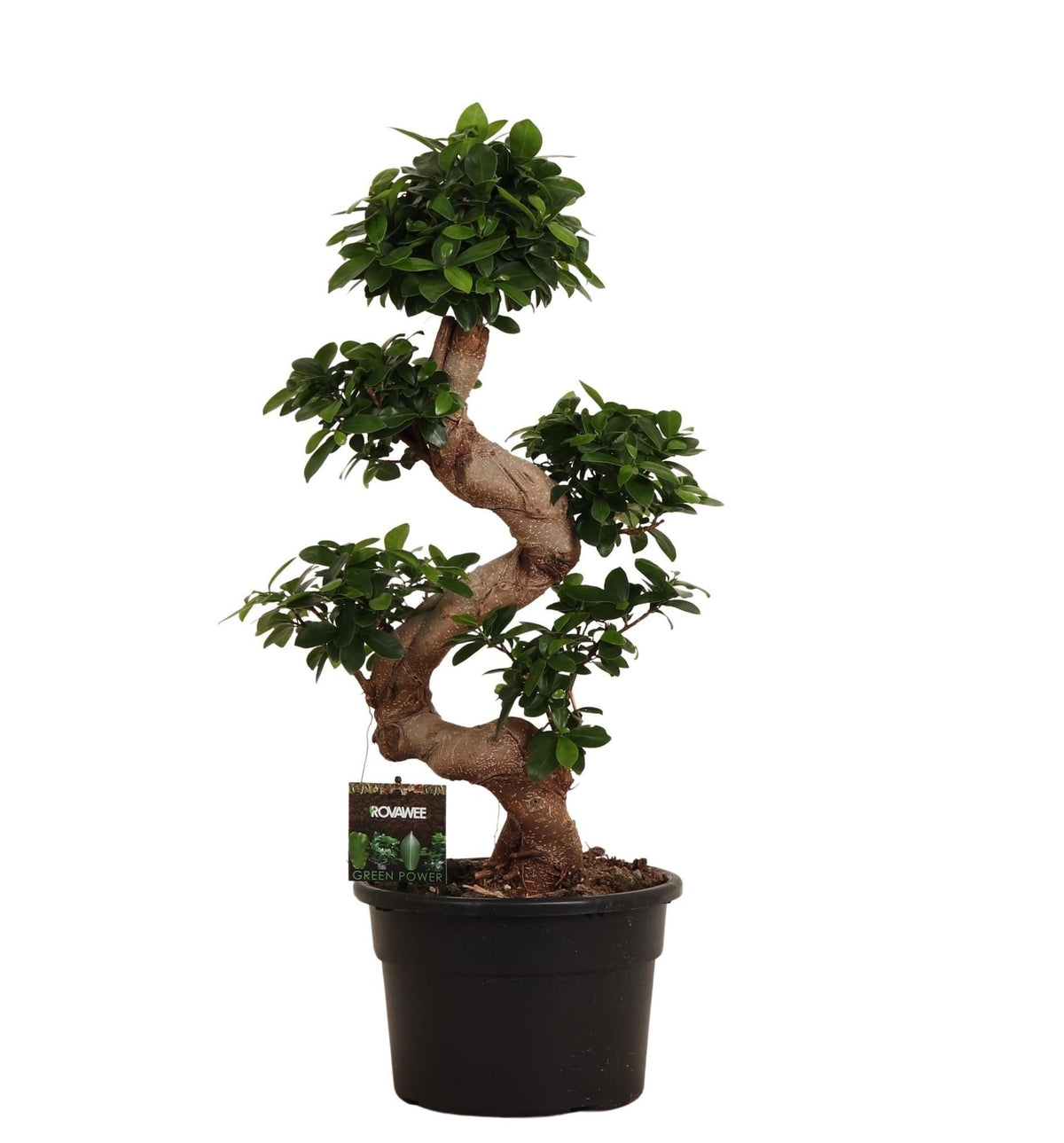 Vijgenboom - Ficus microcarpa Ginseng - Ø27cm - ↕80cm