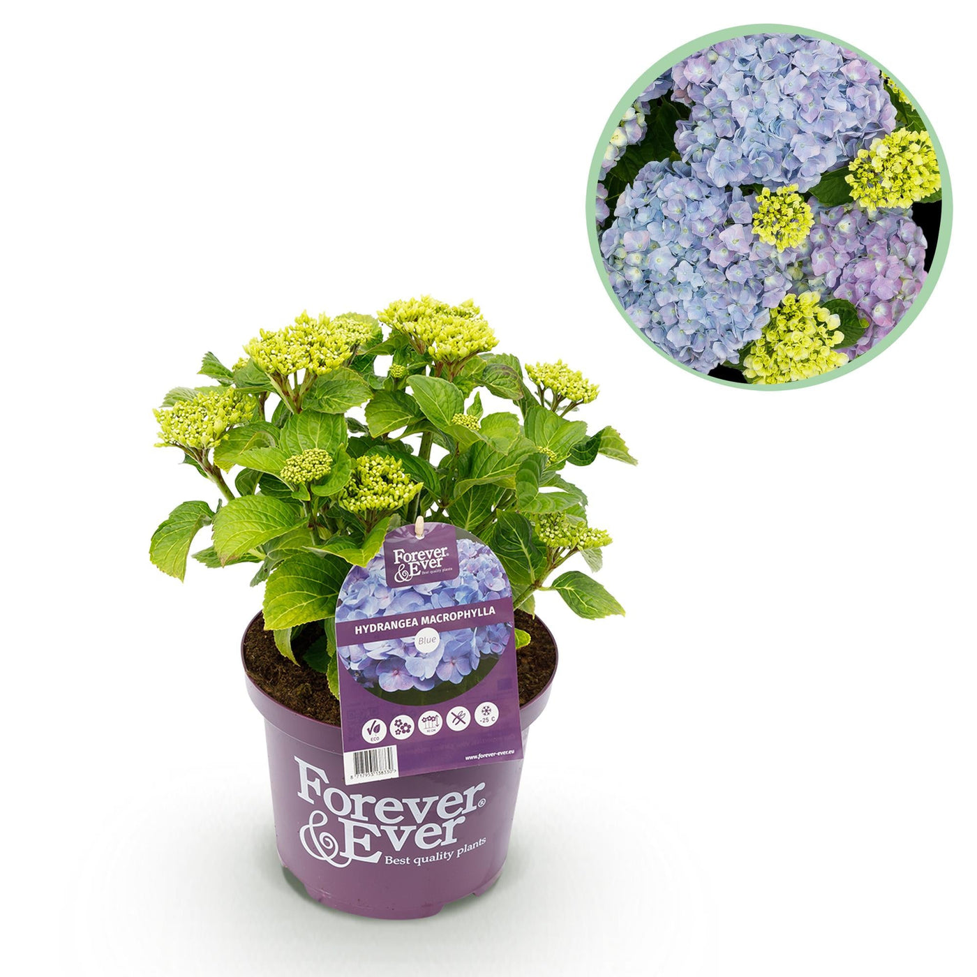 Hortensia - Hydrangea Forever & Ever - blauw - Ø23cm - ↕55cm