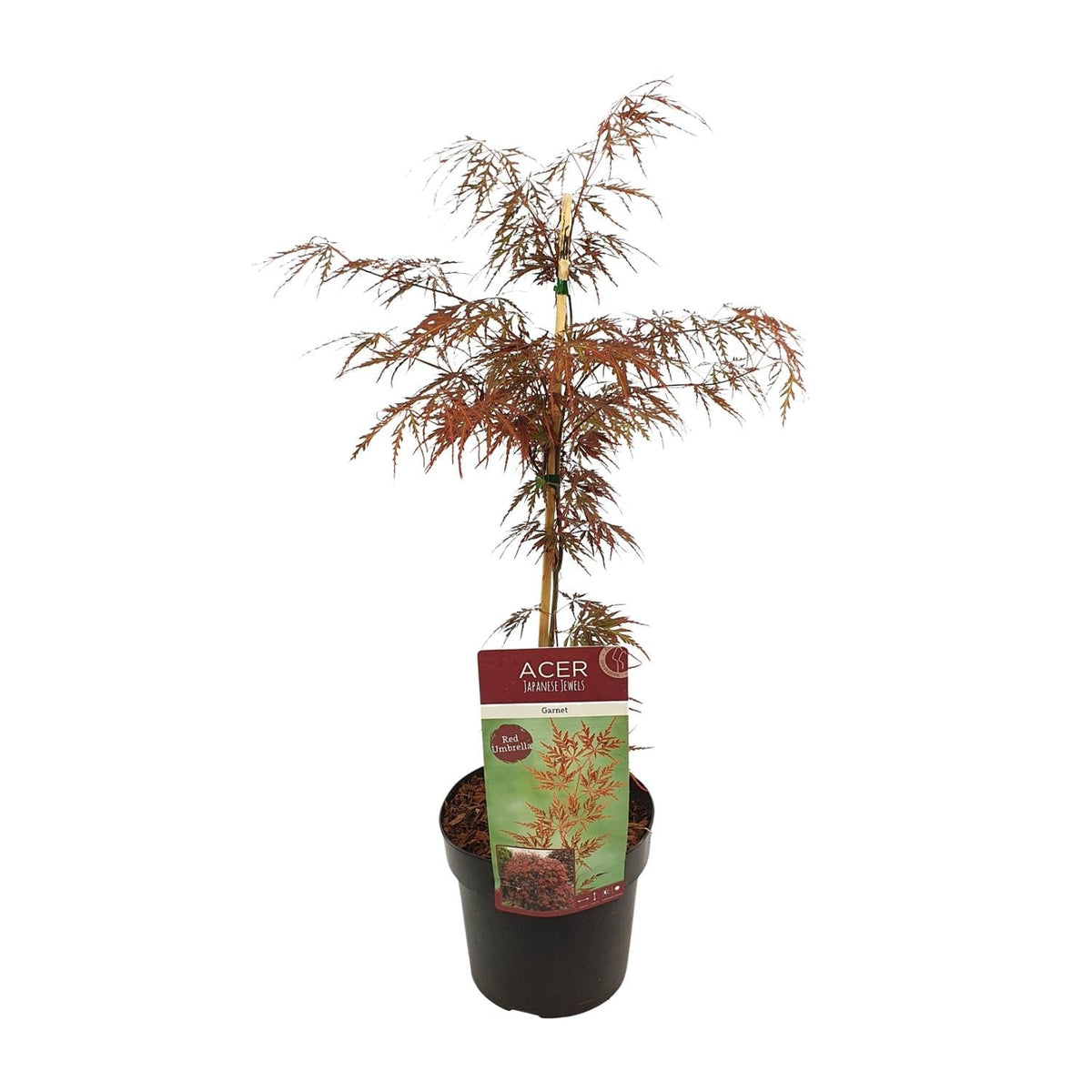 Japanse Esdoorn - Acer palmatum - Ø19cm - ↕40cm