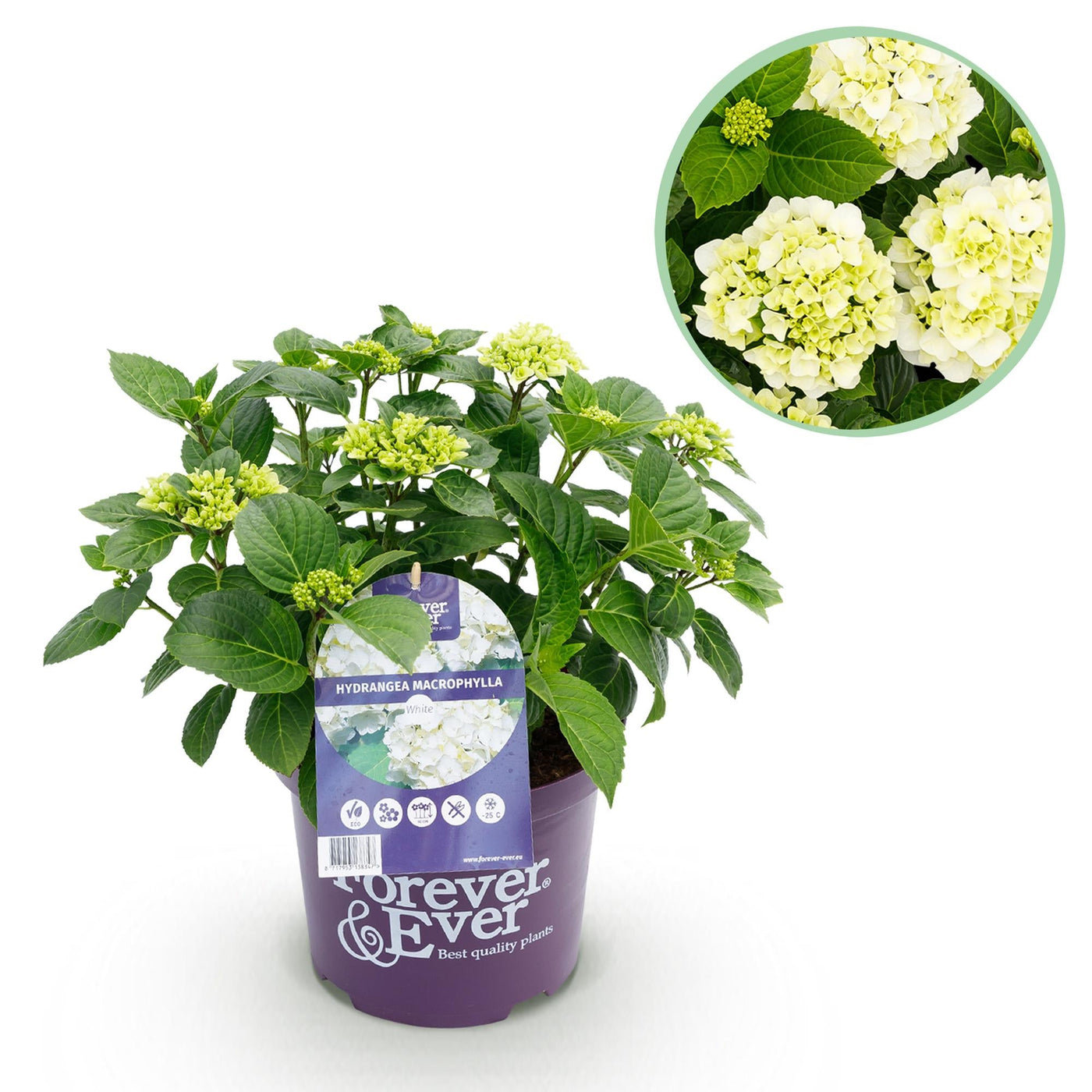 Hortensia - Hydrangea Forever & Ever - wit - Ø23cm - ↕55cm
