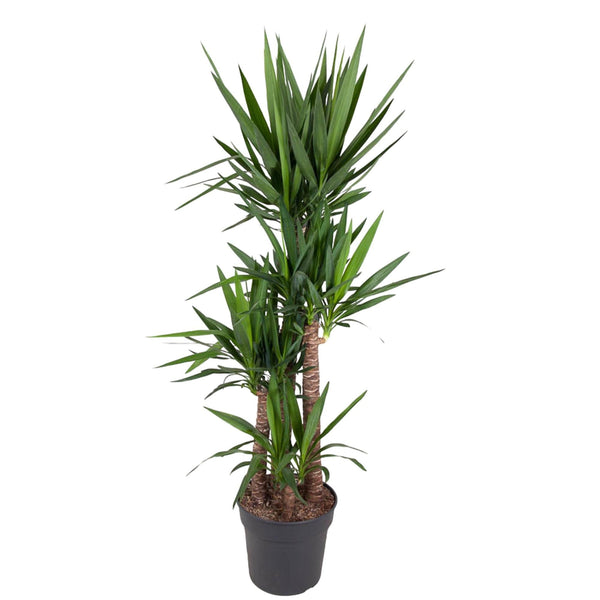 Palmlelie - Yucca Elephantipe - ↕180cm