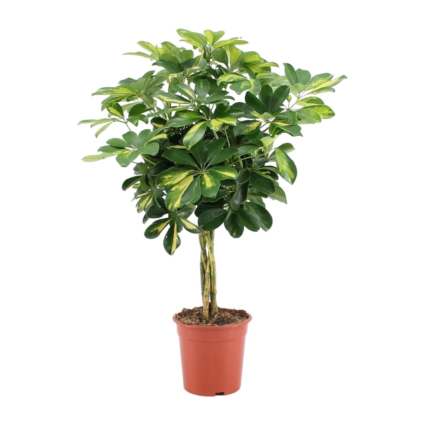 Vingerboom - Schefflera Arboricola Gold Capella - Ø19cm - ↕75cm