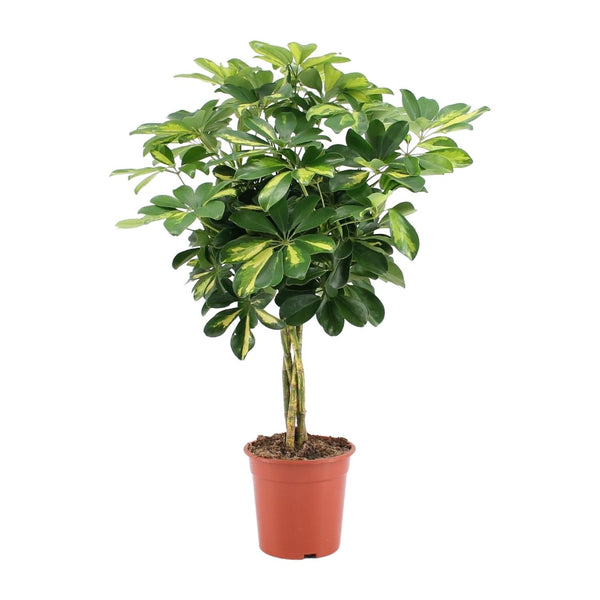Vingerboom - Schefflera Arboricola Gold Capella - Ø19cm - ↕75cm