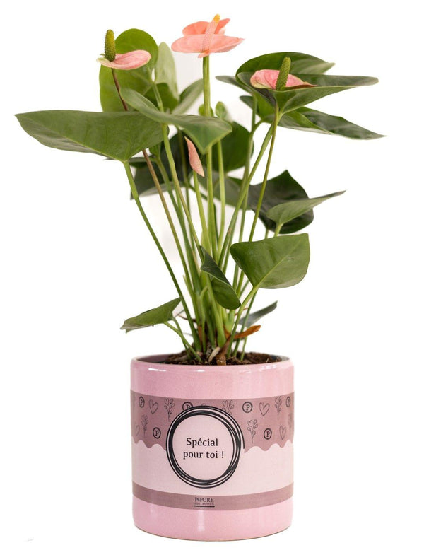 Flamingoplant - Anthurium Pink - incl. P&PURE "SPECIAL POUR TOI" Verpakking - Ø12cm - ↕45cm