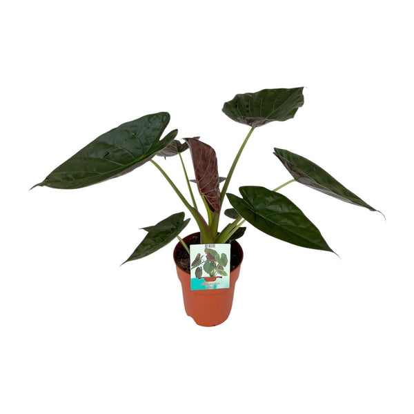 Olifantsoor - Alocasia Wentii - Ø19cm - ↕85cm