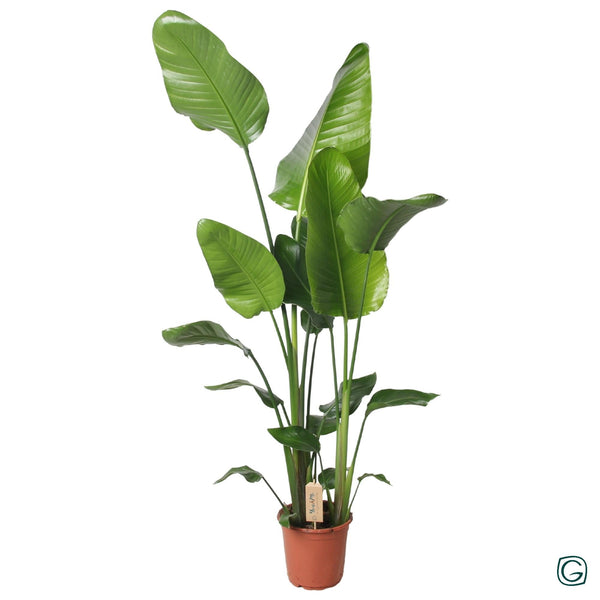 Witte paradijsvogelplant - Strelitzia nicolai - Ø21cm - ↕130cm