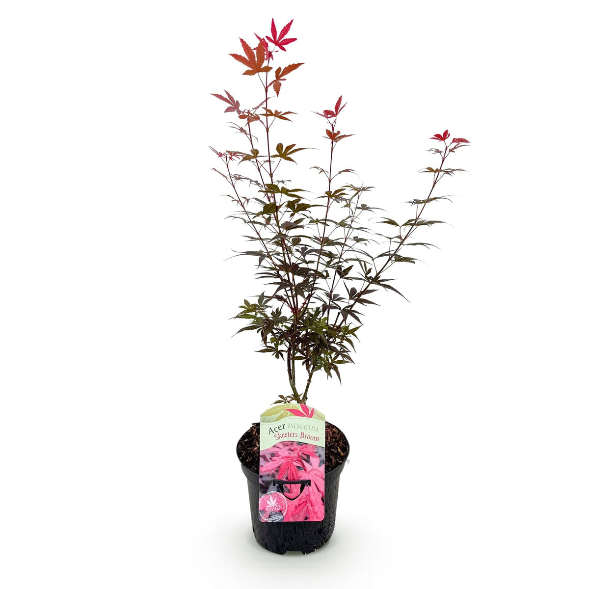 Japanse Esdoorn - Acer palmatum Skeetsers Broom - Paars - Ø19cm - ↕70cm