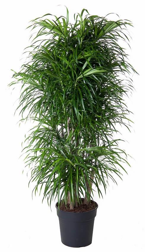 Drakenbloedboom - Dracaena Anita vertakt - Ø34cm - ↕160cm