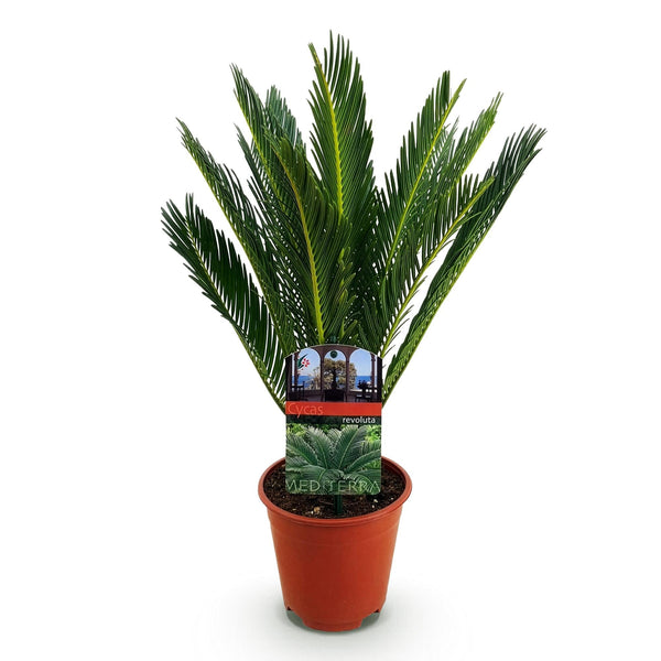 Cycas revoluta - Palmvaren - Ø15cm - ↕45-55cm