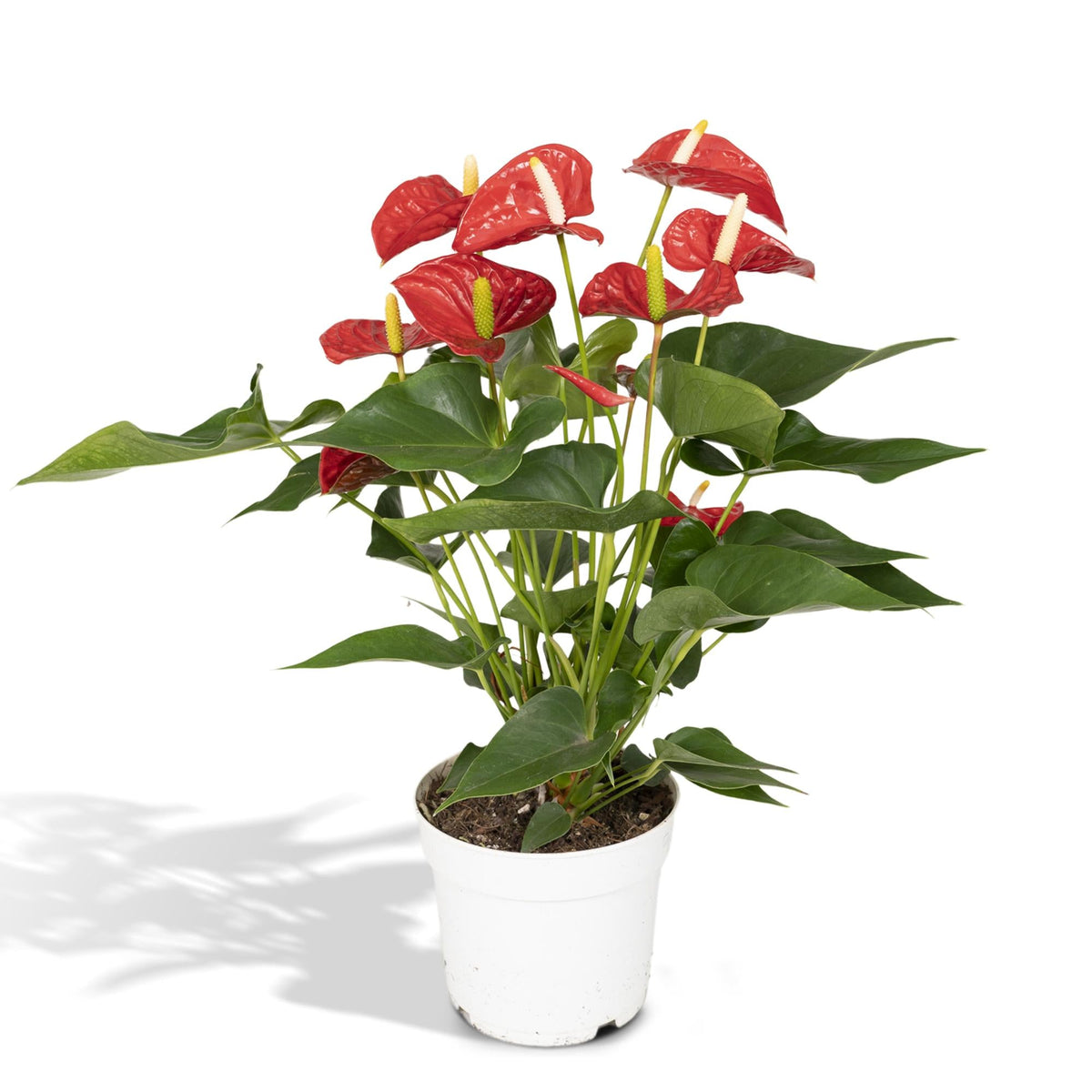 Flamingoplant - Anthurium Red - Ø17cm - ↕55cm