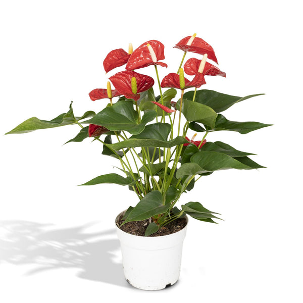 Flamingoplant - Anthurium Red - Ø17cm - ↕55cm