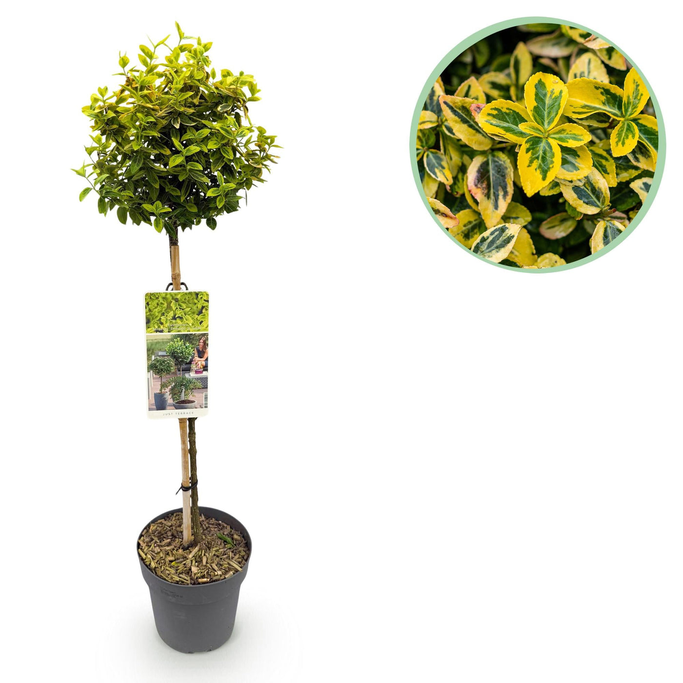 Kardinaalsmuts op stam - Euonymus fortunei Emerald n Gold - Ø19cm - ↕90cm