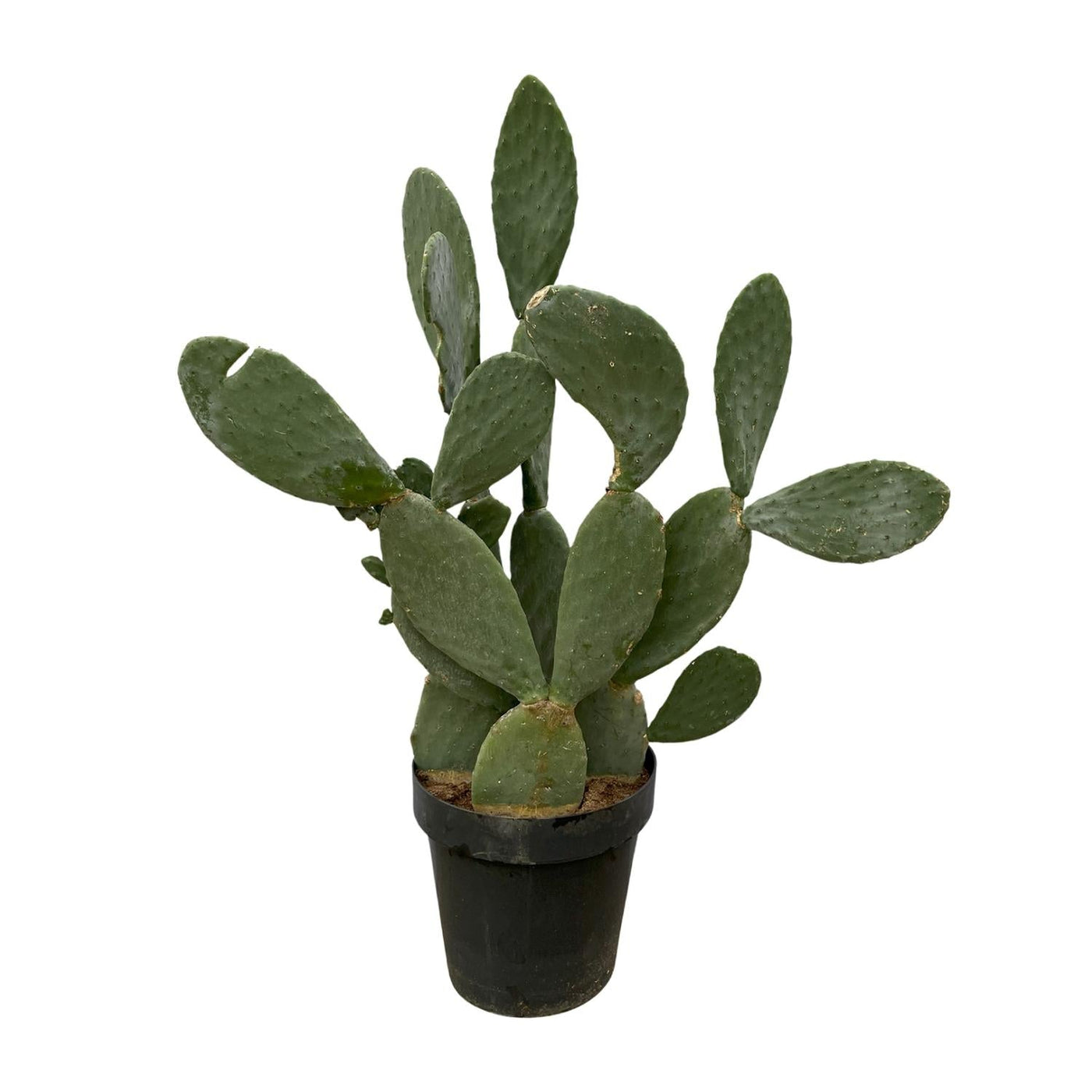 Schijfcactus - Opuntia - Ø38cm - ↕120cm