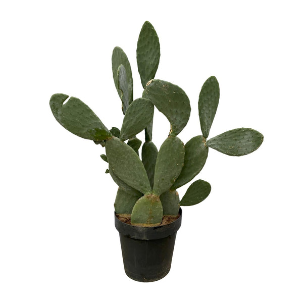 Schijfcactus - Opuntia - Ø38cm - ↕120cm