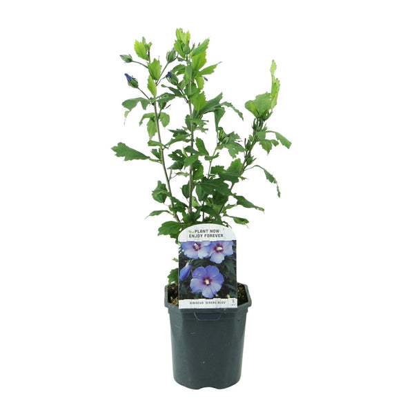 Hibiscus - Hibiscus syriacus 'Oiseau Blue' - blauw - Ø17cm - ↕45cm