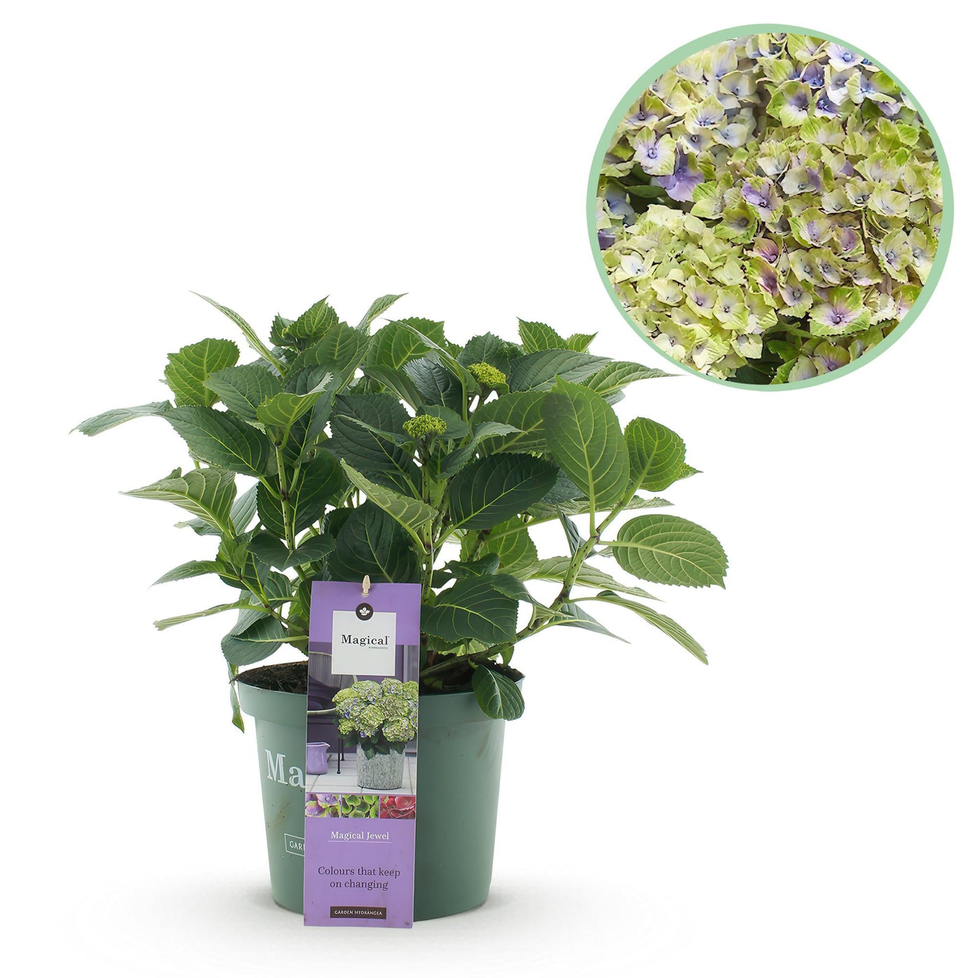 Hortensia - Hydrangea Magical Jewel Blue - blauw - Ø23cm - ↕55cm