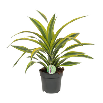 Drakenbloedboom - Dracaena Lemon Lime - Ø17cm - ↕40cm