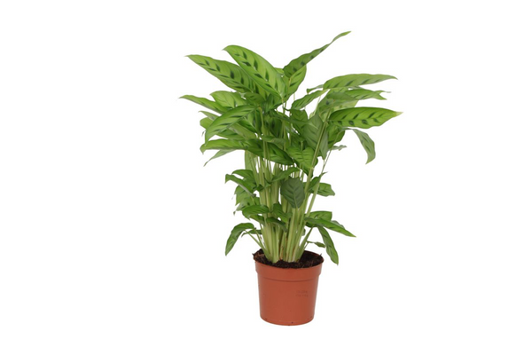 Calathea Leopardina - Ø12cm - ↕35cm
