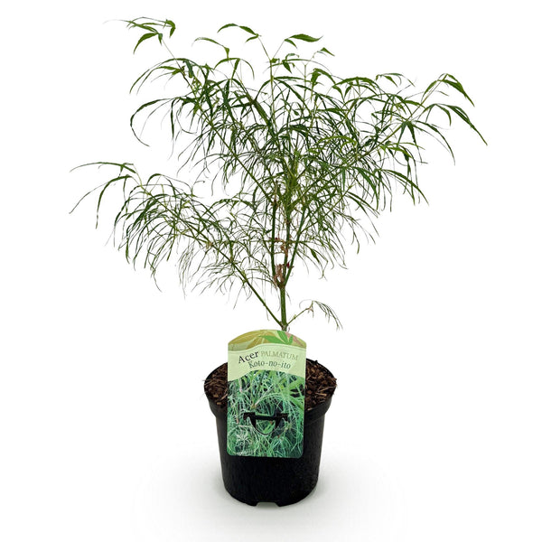 Japanse Esdoorn - Acer palmatum Koto-no-ito - Ø19cm - ↕70cm