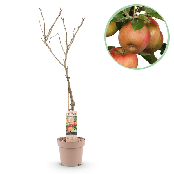 Appelboom - Malus domestica 'Elstar' - Ø21cm - ↕90cm