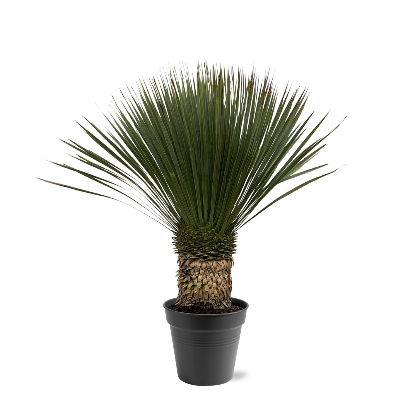 Palmlelie - Yucca Rostrata - ↕100cm