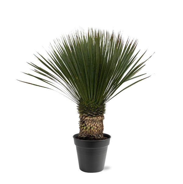 Palmlelie - Yucca Rostrata - ↕100cm