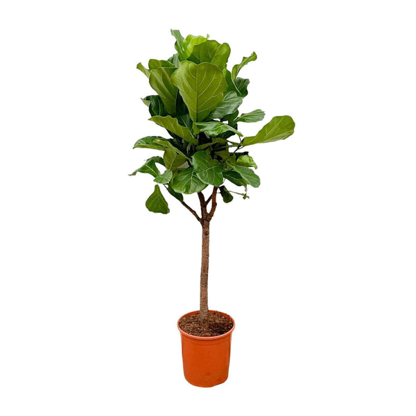 Vioolbladplant - Ficus lyrata - Ø30cm - ↕180cm