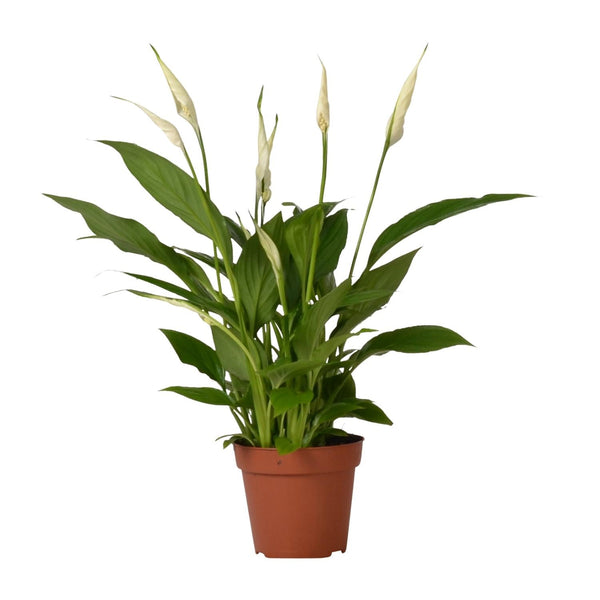 Lepelbloem - Spathiphyllum Bingo Cupido - Ø12cm - ↕45cm