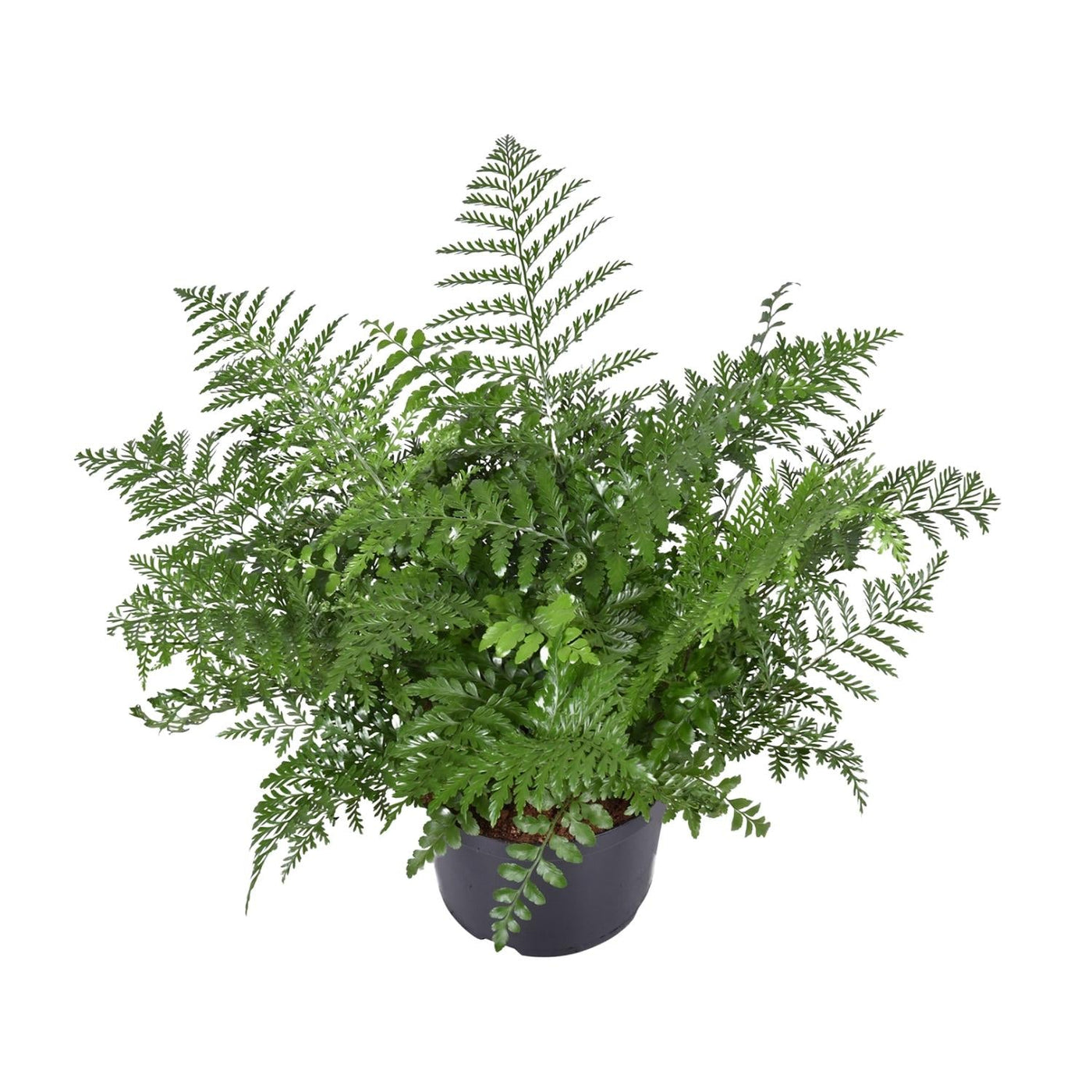 Tongvaren - Asplenium Parvati - Ø23cm - ↕55cm