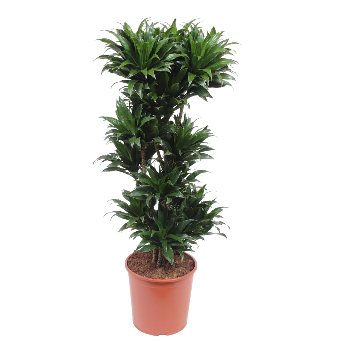 Drakenbloedboom - Dracaena Compacta - Ø30cm - ↕140cm