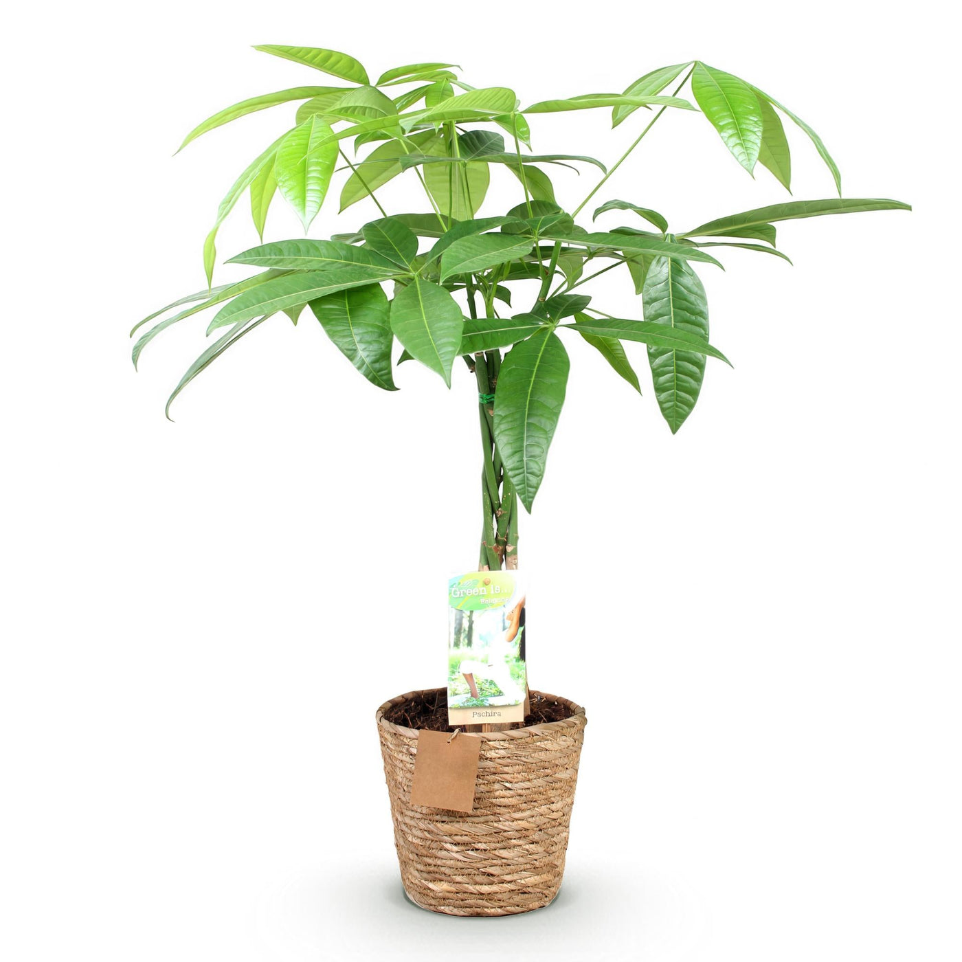 Geldboom - Pachira aquatica gevlochten stam - incl. mand - Ø17cm - ↕60-70cm