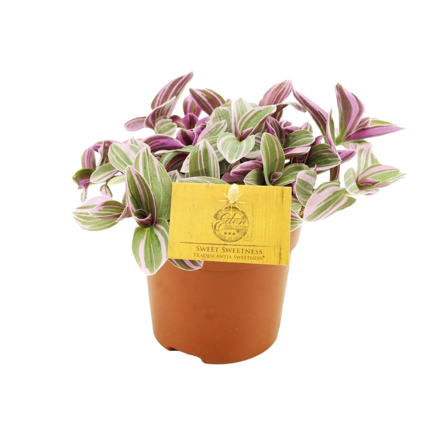 Tradescantia Sweetness - Ø10cm