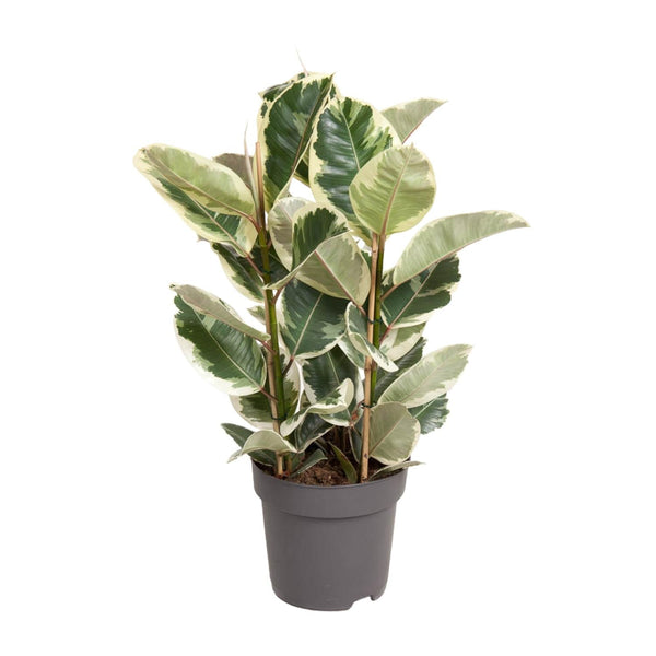 Rubberboom - Ficus elastica Tineke - Ø27cm - ↕100cm
