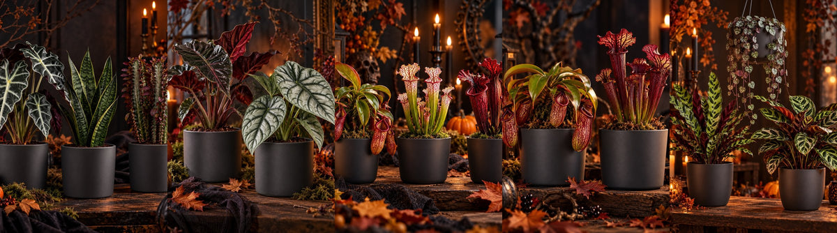 Vijf Halloween-plantensets van Echt Groen in een donkere herfstsfeer met kaarsen