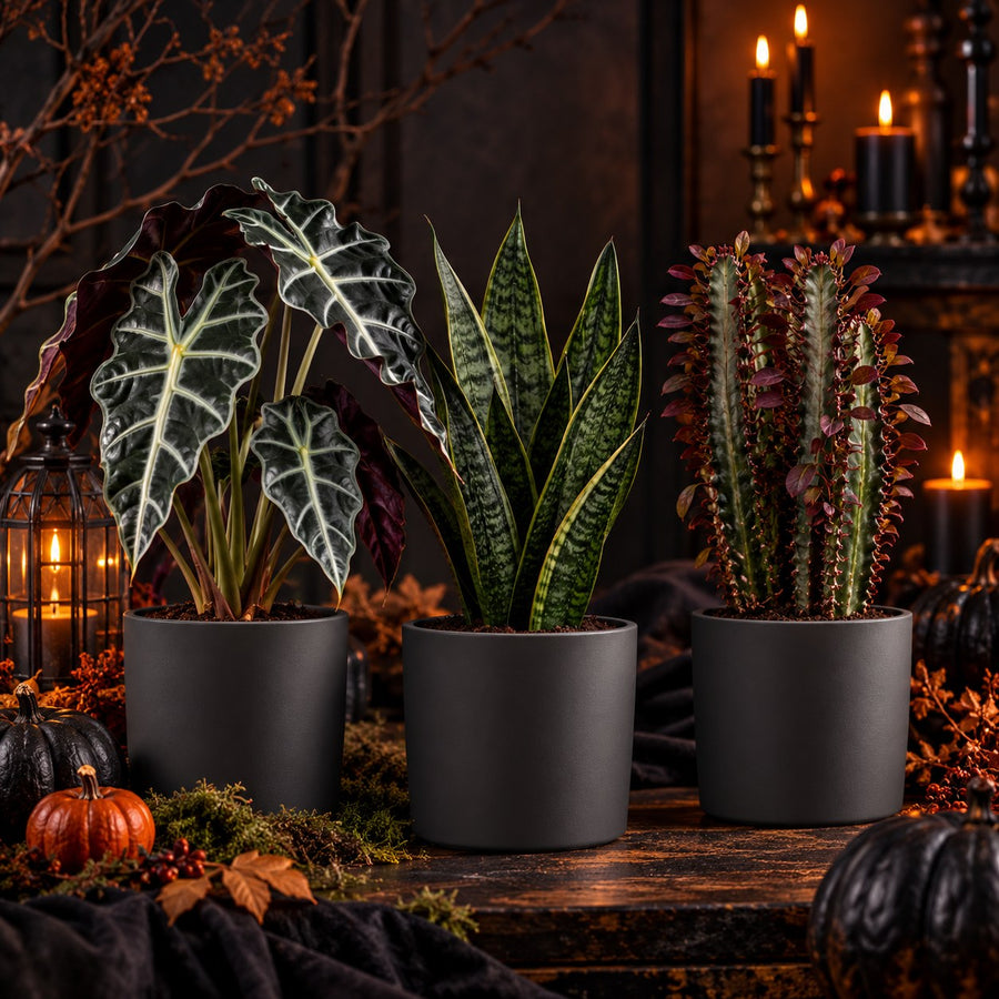 Dark Botanical - Halloween Box
