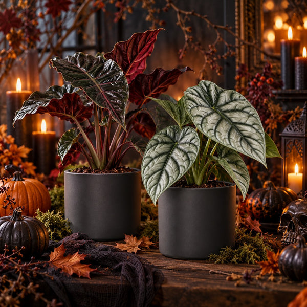 Metallic Shadows - Halloween Box