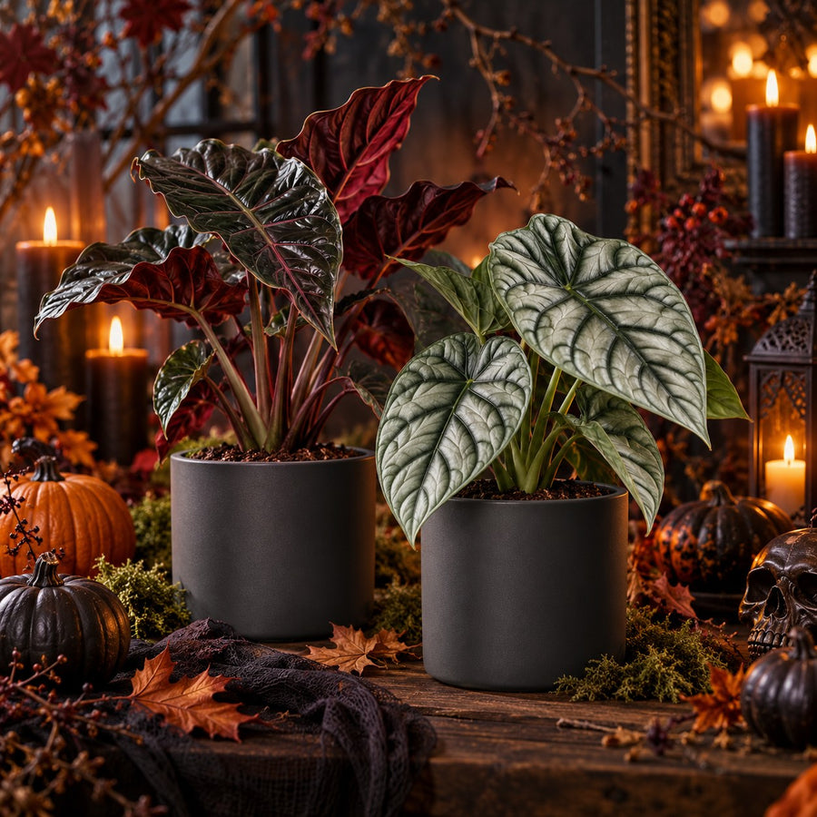 Metallic Shadows - Halloween Box