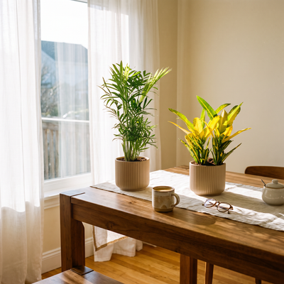 Luchtzuiverend duo , Bergpalm en Croton Sunny Star