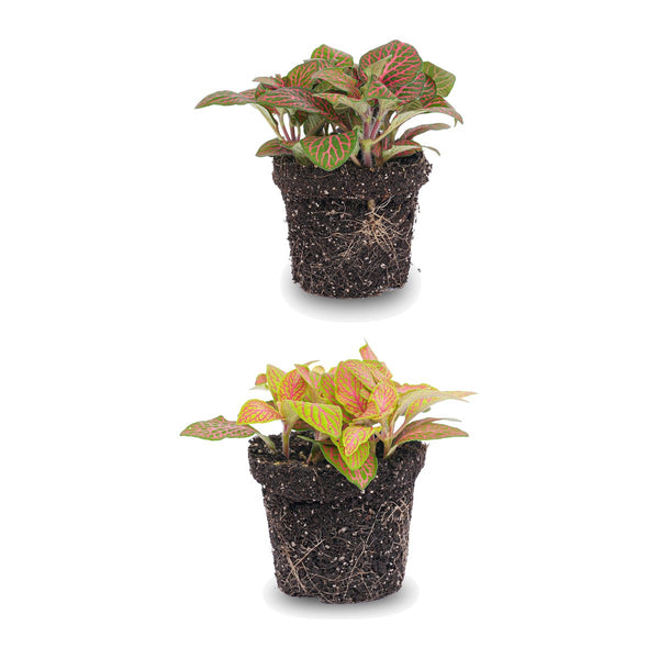 Mozaiekplant duo , rood en oranjeroze