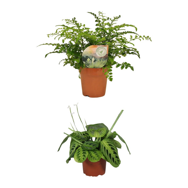 Badkamer duo , Tongvaren en Zebraplant