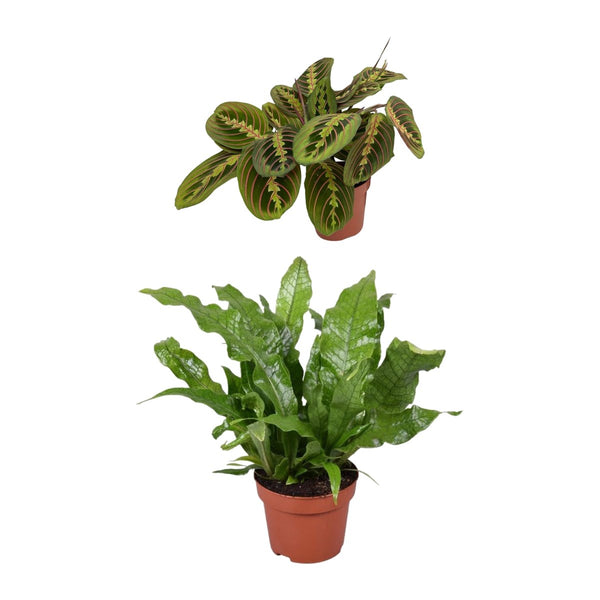 Badkamer duo , Zebraplant en Microsorum Crocodyllus