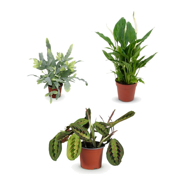 Badkamer trio , Phlebodium aureum Blue Star, Lepelbloem en Gebedsplant