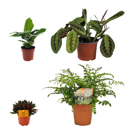 Bananenplant, Zebraplant, Dwergpeper en Tongvaren
