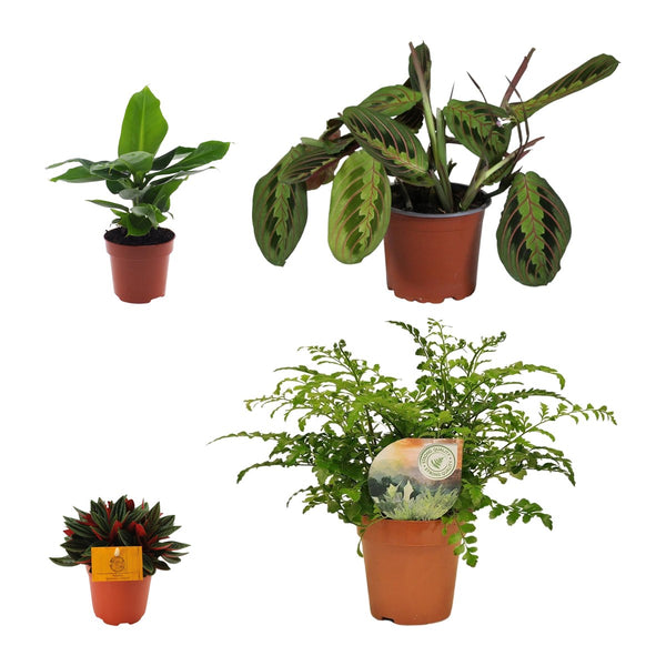 Huisdiervriendelijk kwartet , Bananenplant, Zebraplant, Dwergpeper en Tongvaren