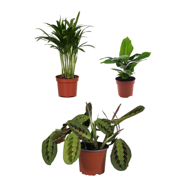 Huisdiervriendelijk trio , Arecapalm, Bananenplant en Zebraplant