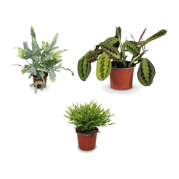 Huisdiervriendelijk trio , Phlebodium aureum Blue Star, Gebedsplant en Bamboegras
