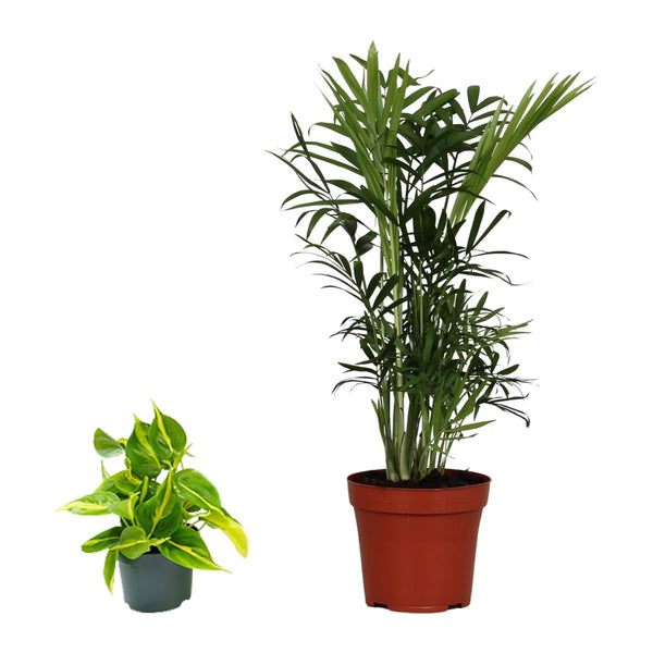 Kantoor duo , Philodendron Scandens Brasil en Bergpalm